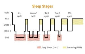 Sleep Cycle - POLYPHASIC SLEEP | Sleep Right, Live Well